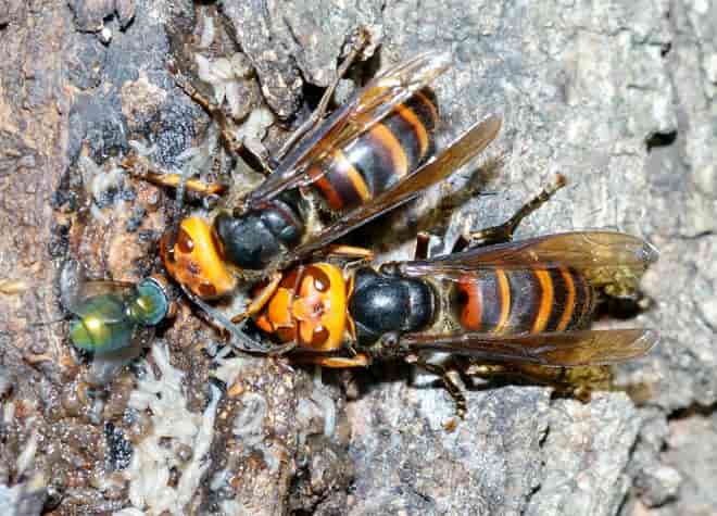 昆虫図鑑・コガタスズメバチ
